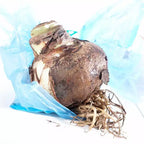Van Zyverden Amaryllis Bulb Kit Sweet Valentine with Artisan Decorative Planter