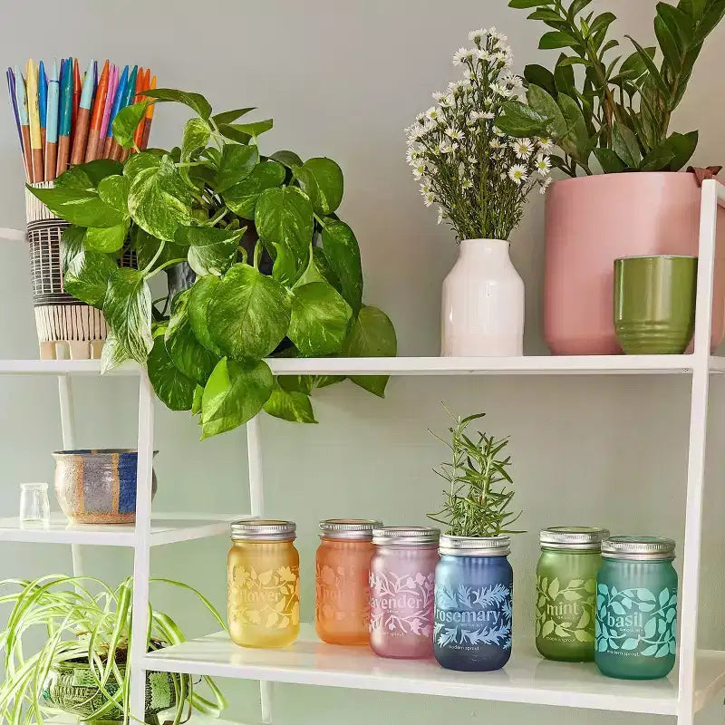 Modern Sprout Sunflower Yellow Pint Jar Grow Kit