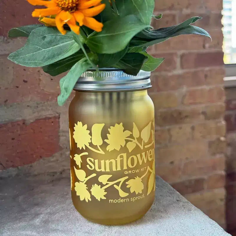 Modern Sprout Sunflower Yellow Pint Jar Grow Kit