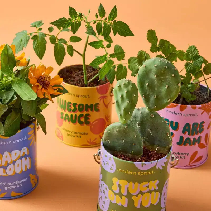 Modern Sprout Cactus Complimentary Color Grow Stuck on You Seed Starter Kit