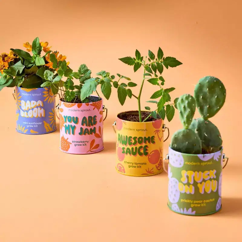Modern Sprout Cactus Complimentary Color Grow Stuck on You Seed Starter Kit