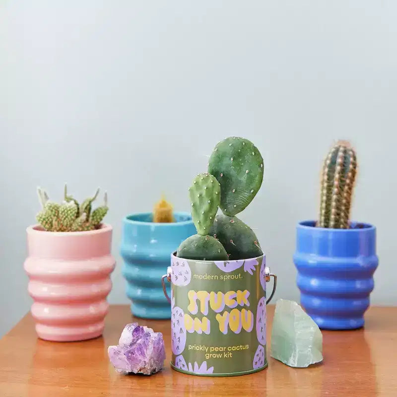 Modern Sprout Cactus Complimentary Color Grow Stuck on You Seed Starter Kit