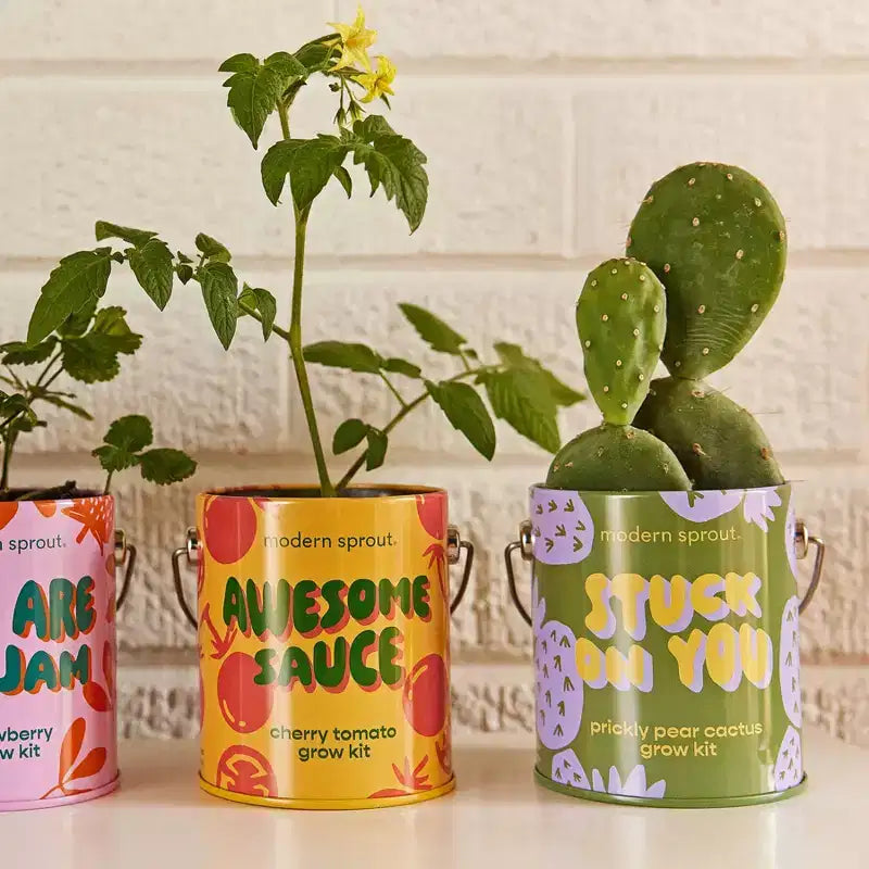 Modern Sprout Cactus Complimentary Color Grow Stuck on You Seed Starter Kit