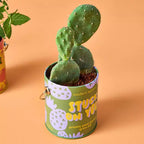 Modern Sprout Cactus Complimentary Color Grow Stuck on You Seed Starter Kit