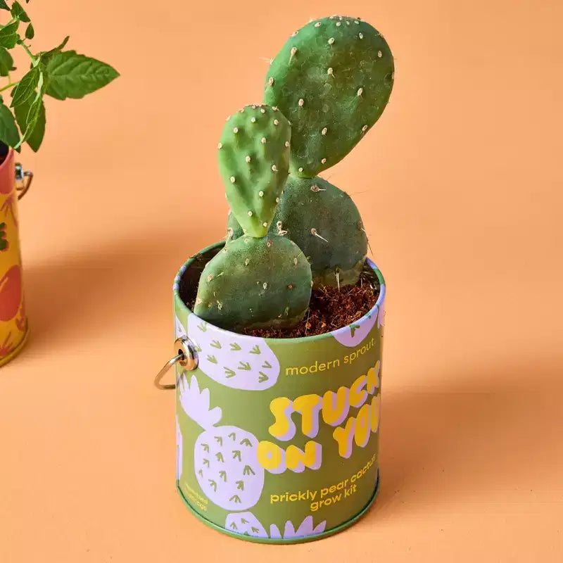 Modern Sprout Cactus Complimentary Color Grow Stuck on You Seed Starter Kit