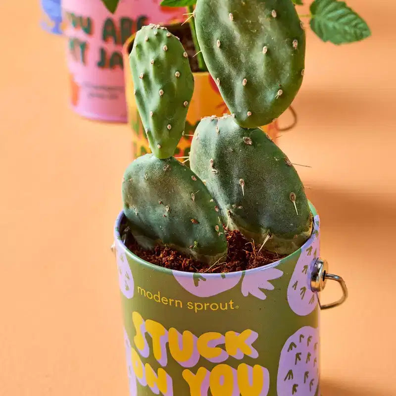 Modern Sprout Cactus Complimentary Color Grow Stuck on You Seed Starter Kit