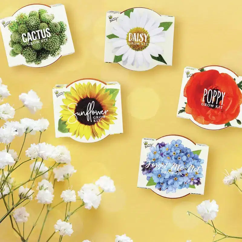 Buzzy Seeds 12pk Poppy Sunflower Daisy Forget-Me-Not Cactus Daydream Mini Grow Pots Flower Kits