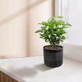 MAYEERTY 3-Piece Ceramic Flowerpot Modern Planter Black for Patio Garden Windowsills