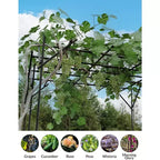Garden Arch Trellis for Climbing Plants, Metal Arched Arbor Durable Powder-Coated Finish, for Weddings, Gazebos, and Outdoor Decor, for Lawn, Party