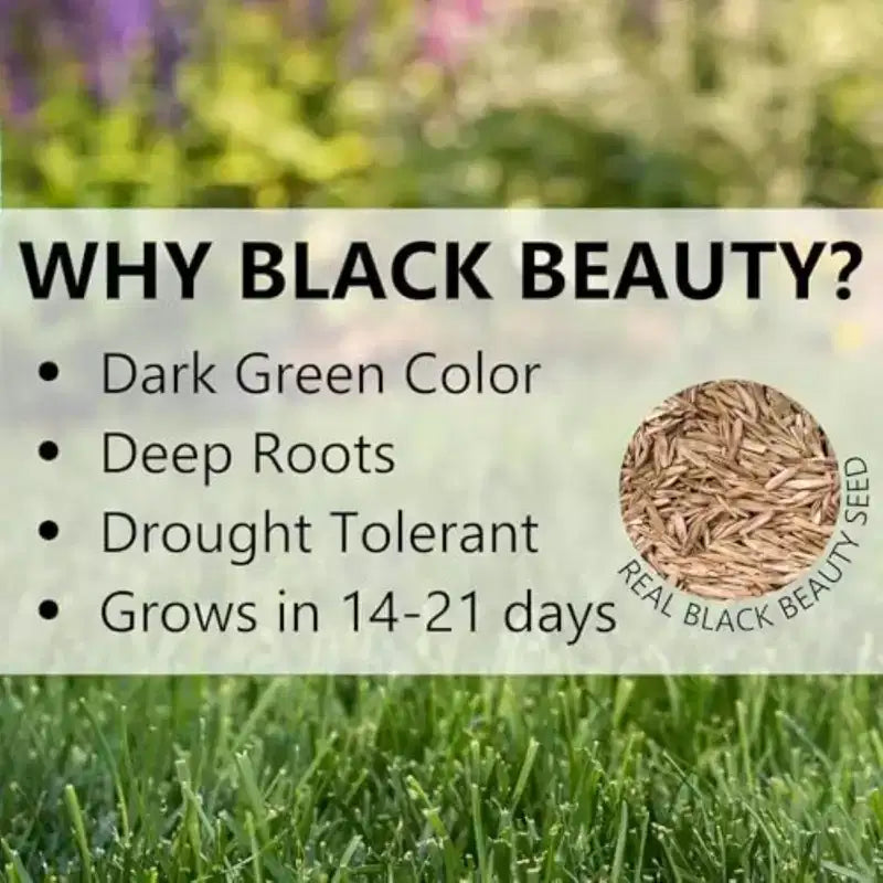 Jonathan Green Black Beauty Golden State California Cool Season Grass Seed, 1 lb