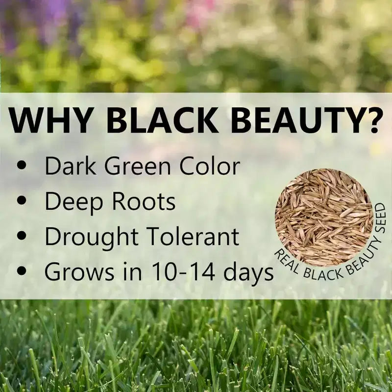 Jonathan Green Black Beauty Pacific Northwest Grass Seed Mixture