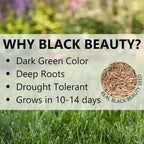 Jonathan Green Black Beauty Pacific Northwest Grass Seed Mixture