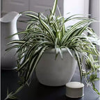 The HC Companies Sevilla Round Self-Watering Pot, Plastic Classic Planter with Internal Disk for Indoor and Outdoor Plants, 12 Inch, White