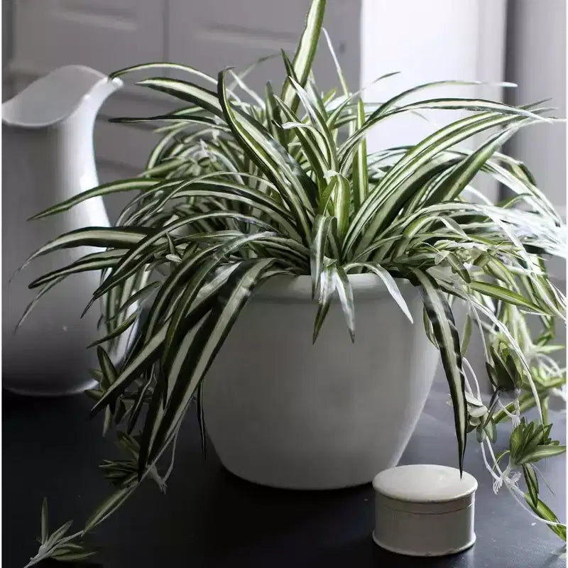 The HC Companies Sevilla Round Self-Watering Pot, Plastic Classic Planter with Internal Disk for Indoor and Outdoor Plants, 12 Inch, White