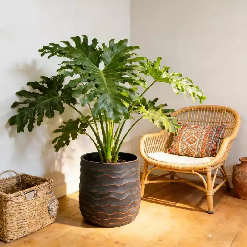 Large Round Planters Set of 2, 16x16 & 12x11, Lightweight Magnesium Oxide, Concrete Texture, Indoor Outdoor