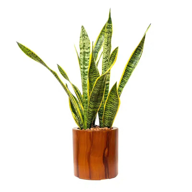 7.8 x 7.8 x 7.8 Dark Wood Self-Watering Planter Pot Indoor Outdoor Flower Pot for Patio Balcony Porch Entryway Shelf Display