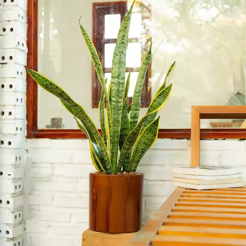 7.8 x 7.8 x 7.8 Dark Wood Self-Watering Planter Pot Indoor Outdoor Flower Pot for Patio Balcony Porch Entryway Shelf Display