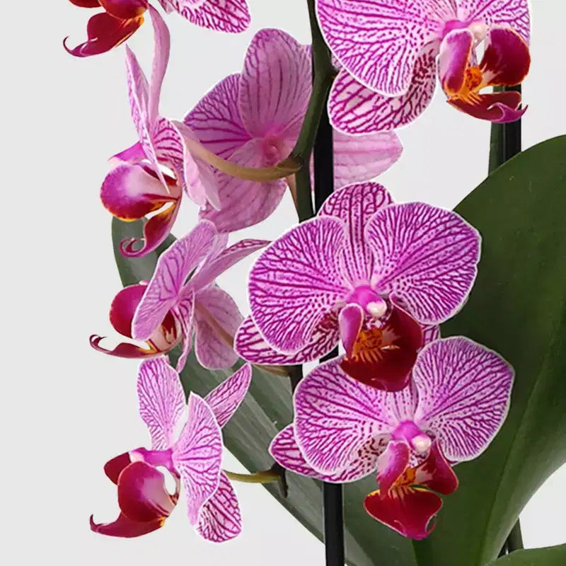 Live 3" Waterfall Orchid Potted Plant (Colors May Vary) - Good Little Garden™