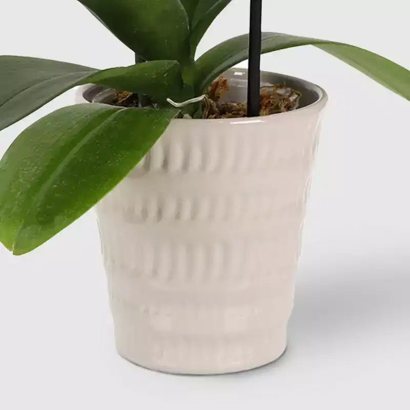 Live 3" Waterfall Orchid Potted Plant (Colors May Vary) - Good Little Garden™