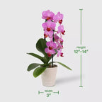 Live 3" Waterfall Orchid Potted Plant (Colors May Vary) - Good Little Garden™